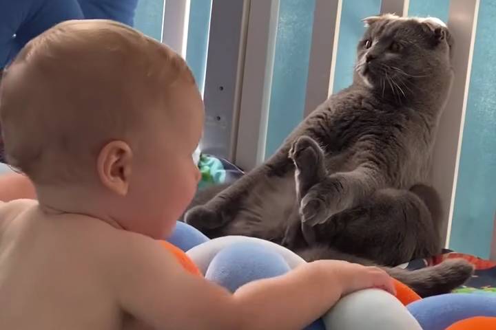 Chú Mèo Ngồi Im Như Tượng Để Tránh Sự Chú Ý Của Em Bé